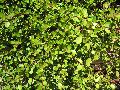 Maidenhair Vine / Muehlenbeckia complexa 